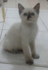 Whitey - Siamese Cat