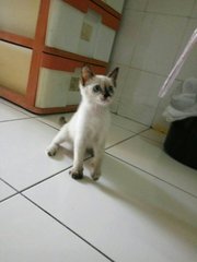 Whitey - Siamese Cat