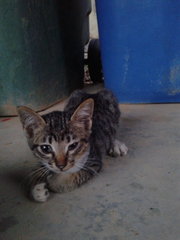 sleepy head tabby kitten