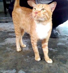 Ah Tam - Domestic Short Hair Cat