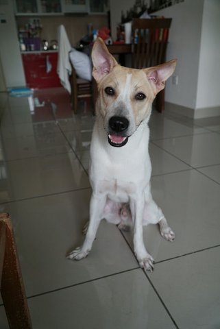 Milo - Mixed Breed Dog