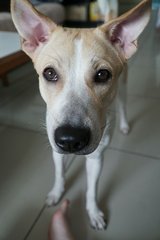 Milo - Mixed Breed Dog