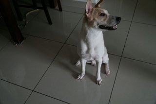 Milo - Mixed Breed Dog