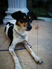 Tini - Rat Terrier Dog