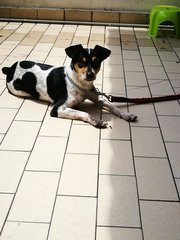 Tini - Rat Terrier Dog