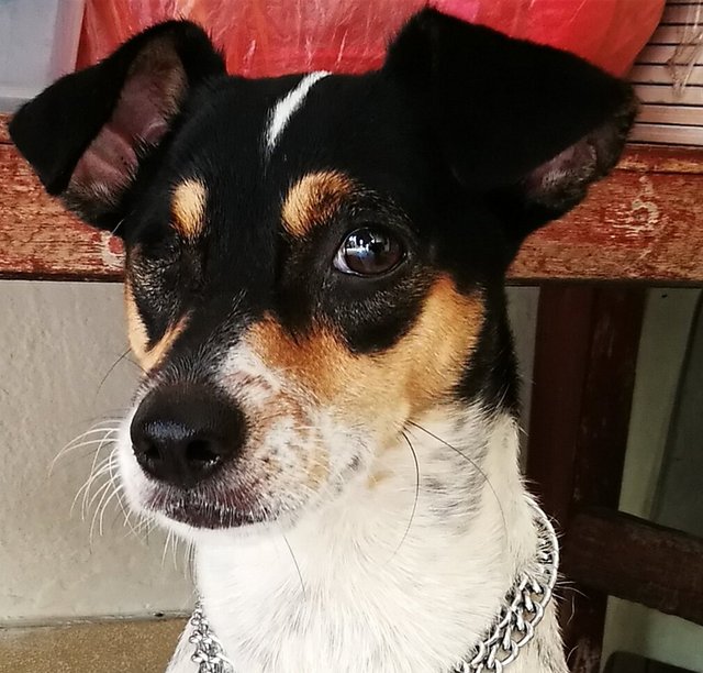 Tini - Rat Terrier Dog