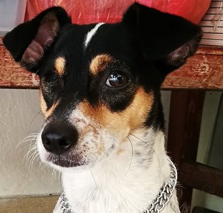 Tini - Rat Terrier Dog