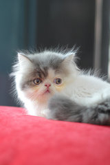 Bogey Fujiwara - Exotic Shorthair Cat