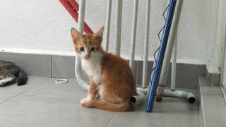 Fishball (Jb/kl/pj) - Domestic Short Hair Cat