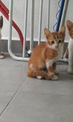 Fishball (Jb/kl/pj) - Domestic Short Hair Cat