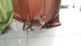 Fishball (Jb/kl/pj) - Domestic Short Hair Cat