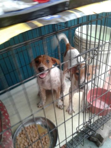 2 Females Spotted Brown White Puppies  - Mixed Breed Dog