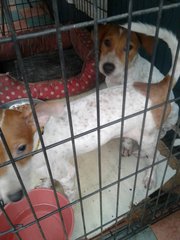 2 Females Spotted Brown White Puppies  - Mixed Breed Dog