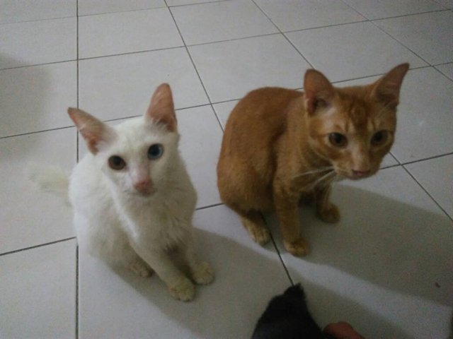 Moyen, Muteh, Reno And Tam - Domestic Short Hair Cat