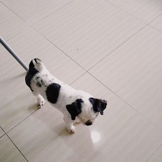 Poong Poong - Shih Tzu Dog