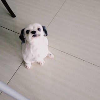 Poong Poong - Shih Tzu Dog