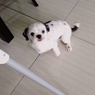 Poong Poong - Shih Tzu Dog