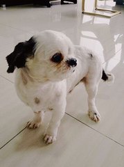 Poong Poong - Shih Tzu Dog