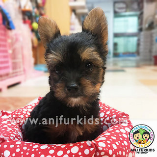 Adorable Female Australian1 Silky Terrier - Silky Terrier Dog