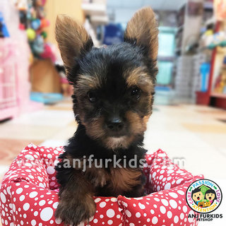 Adorable Female Australian1 Silky Terrier - Silky Terrier Dog