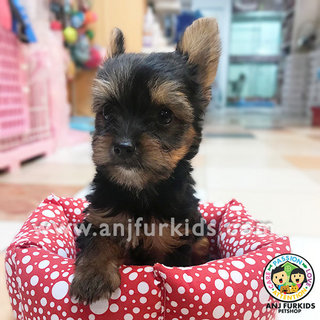 Adorable Female Australian1 Silky Terrier - Silky Terrier Dog