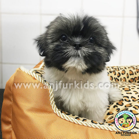 Quality Grey White Female Shih Tzu1 Puppy - Shih Tzu Dog