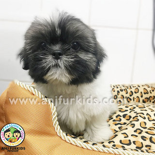 Quality Grey White Female Shih Tzu1 Puppy - Shih Tzu Dog