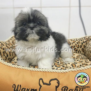 Quality Grey White Female Shih Tzu1 Puppy - Shih Tzu Dog