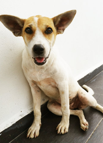 Baby Seetha - Mixed Breed Dog