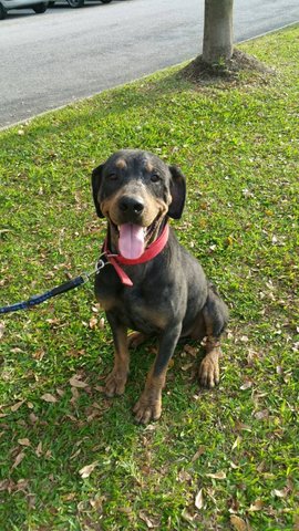 Gunner - Rottweiler Dog