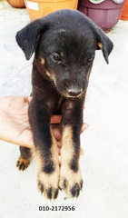 Black Female Puppy - Mixed Breed Dog