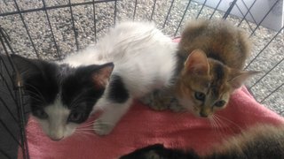 2 kitten