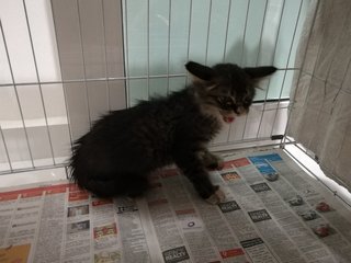 Tai Kor - Domestic Long Hair Cat