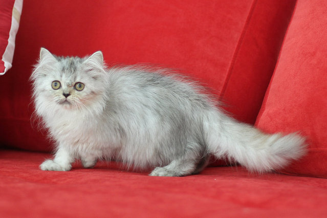 Melati - Persian Cat