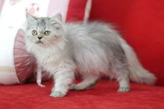 Melati - Persian Cat