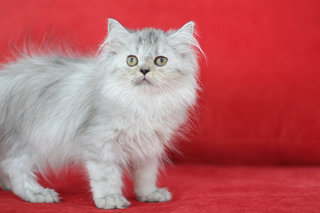 Melati - Persian Cat