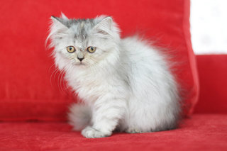 Melati - Persian Cat