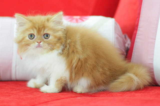 Melur - Persian Cat