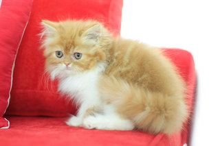 Melur - Persian Cat