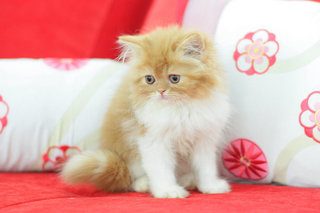 Melur - Persian Cat