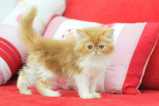 Melur - Persian Cat