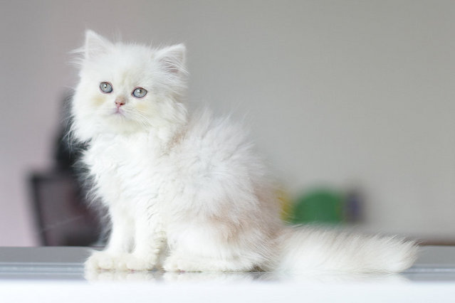 Orked - Persian Cat