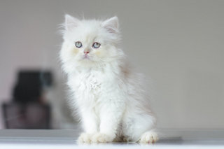 Orked - Persian Cat