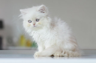 Orked - Persian Cat