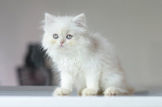 Orked - Persian Cat