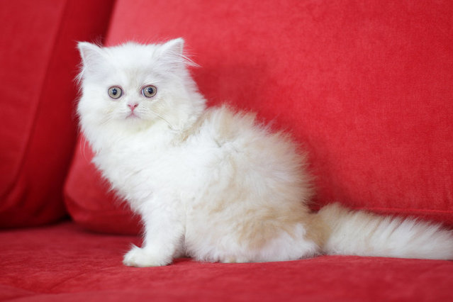 Seroja - Persian Cat