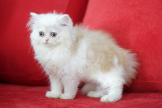 Seroja - Persian Cat