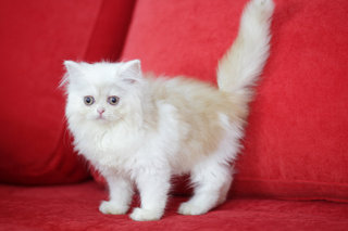 Seroja - Persian Cat