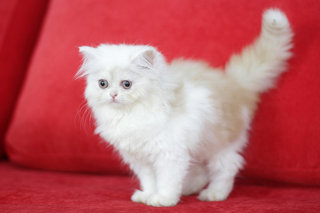 Seroja - Persian Cat