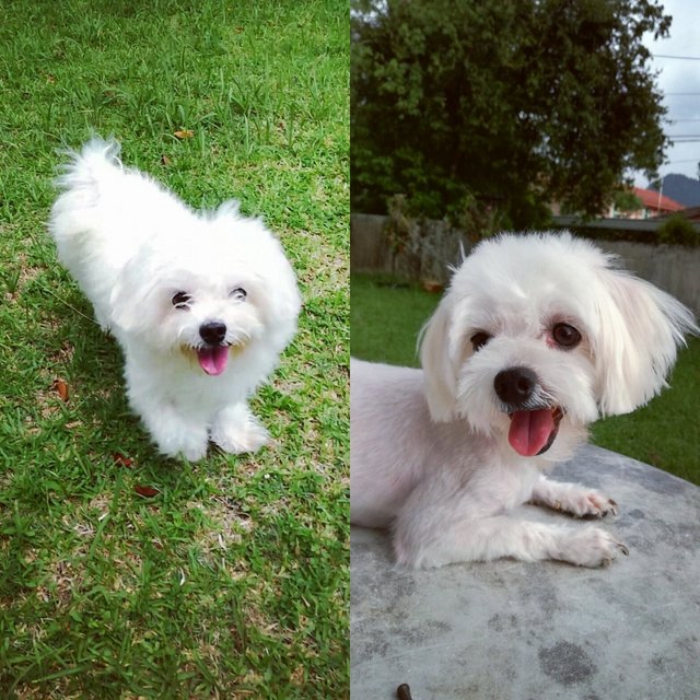 Spyro Aka Baby - Maltese Dog